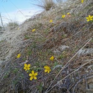 Meet your Posher, Shanon